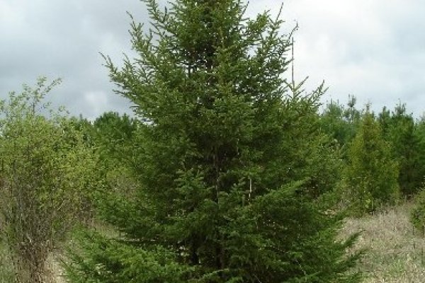 Маркетплейс кракен kraken darknet top